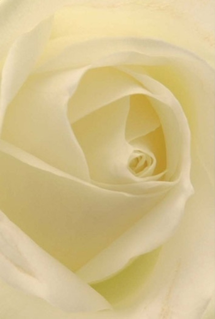 Viewed up close, this classic white rose becomes a study in serenity and sophistication, its gentle ivory and cream petals layered with the same artistry found in Redhill's community traditions. Light drifts smoothly over each fold, creating a natural glow that illuminates the subtle interplay of colours and draws the eye into the nearly perfect spiral at its heart. Such a bloom is chosen lovingly for weddings set near Redhill's leafy parks, for gestures of apology, or as centrepieces for meaningful occasions with family and friends. The flawless arrangement hints at both purity and quiet endurance-qualities often cherished in Redhill's close-knit neighborhoods. As a florist, I admire how these velvety petals evoke luxury and tranquility, while subtle shadows offer hidden depth, not unlike the winding paths around Earlswood Lakes. The clean fragrance is both inviting and gentle, reinforcing the sense of calm and appropriateness for any message the bouquet might bear. With every stem we select in Redhill, there's an unspoken pledge to bring sincerity and artistry to every arrangement-this rose stands as a testament to that heartfelt promise.